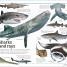 Animal Knowledge Genius! - thumbnail of spread image 4 Thumbnail image of Animal Knowledge Genius! - 4