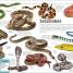 Animal Knowledge Genius! - thumbnail of spread image 9 Thumbnail image of Animal Knowledge Genius! - 9
