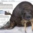 Océanos (Knowledge Encyclopedia Ocean!) - thumbnail of spread image 6 Thumbnail image of Océanos (Knowledge Encyclopedia Ocean!) - 6