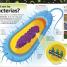 El libro de las bacterias (The Bacteria Book) - thumbnail of spread image 1 Thumbnail image of El libro de las bacterias (The Bacteria Book) - 1