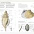 Shells - thumbnail of spread image 1 Thumbnail image of Shells - 1