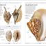 Shells - thumbnail of spread image 2 Thumbnail image of Shells - 2