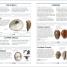 Shells - thumbnail of spread image 3 Thumbnail image of Shells - 3