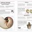 Shells - thumbnail of spread image 4 Thumbnail image of Shells - 4