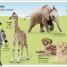 My First Bilingual Baby Animals / los animales bebés - thumbnail of spread image 1 Thumbnail image of My First Bilingual Baby Animals / los animales bebés - 1
