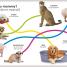 My First Bilingual Baby Animals / los animales bebés - thumbnail of spread image 5 Thumbnail image of My First Bilingual Baby Animals / los animales bebés - 5
