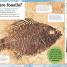 My Book of Fossils - thumbnail of spread image 1 Thumbnail image of My Book of Fossils - 1