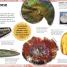My Book of Fossils - thumbnail of spread image 3 Thumbnail image of My Book of Fossils - 3