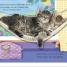 I Love My Kitten - thumbnail of spread image 3 Thumbnail image of I Love My Kitten - 3