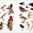 The Bees, Birds & Butterflies Sticker Anthology - thumbnail of spread image 1 Thumbnail image of The Bees, Birds & Butterflies Sticker Anthology - 1