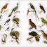 The Bees, Birds & Butterflies Sticker Anthology - thumbnail of spread image 3 Thumbnail image of The Bees, Birds & Butterflies Sticker Anthology - 3