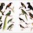 The Bees, Birds & Butterflies Sticker Anthology - thumbnail of spread image 4 Thumbnail image of The Bees, Birds & Butterflies Sticker Anthology - 4