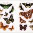 The Bees, Birds & Butterflies Sticker Anthology - thumbnail of spread image 5 Thumbnail image of The Bees, Birds & Butterflies Sticker Anthology - 5
