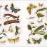 The Bees, Birds & Butterflies Sticker Anthology - thumbnail of spread image 6 Thumbnail image of The Bees, Birds & Butterflies Sticker Anthology - 6