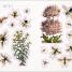 The Bees, Birds & Butterflies Sticker Anthology - thumbnail of spread image 8 Thumbnail image of The Bees, Birds & Butterflies Sticker Anthology - 8