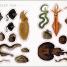 The Seashore Sticker Anthology - thumbnail of spread image 1 Thumbnail image of The Seashore Sticker Anthology - 1
