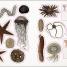The Seashore Sticker Anthology - thumbnail of spread image 4 Thumbnail image of The Seashore Sticker Anthology - 4