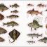 The Seashore Sticker Anthology - thumbnail of spread image 9 Thumbnail image of The Seashore Sticker Anthology - 9