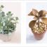 Thumbnail image of Succulents - 8