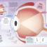Human Body - thumbnail of spread image 2 Thumbnail image of Human Body - 2