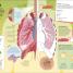 Human Body - thumbnail of spread image 3 Thumbnail image of Human Body - 3