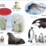 My First Animals: Let's Squeak and Squawk! - thumbnail of spread image 3 Thumbnail image of My First Animals: Let's Squeak and Squawk! - 3