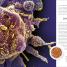 Vida microscópica (Micro Life) - thumbnail of spread image 4 Thumbnail image of Vida microscópica (Micro Life) - 4