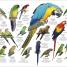 El libro de la naturaleza (Natural History) - thumbnail of spread image 4 Thumbnail image of El libro de la naturaleza (Natural History) - 4