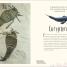 Antología de dinosaurios y vida prehistórica (Dinosaurs and Other Prehistoric Life) - thumbnail of spread image 1 Thumbnail image of Antología de dinosaurios y vida prehistórica (Dinosaurs and Other Prehistoric Life) - 1