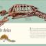 Antología de dinosaurios y vida prehistórica (Dinosaurs and Other Prehistoric Life) - thumbnail of spread image 7 Thumbnail image of Antología de dinosaurios y vida prehistórica (Dinosaurs and Other Prehistoric Life) - 7