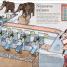 Matemáticas a lo grande (Mammoth Math) - thumbnail of spread image 4 Thumbnail image of Matemáticas a lo grande (Mammoth Math) - 4