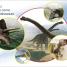 DK Super Readers Pre-Level Meet the Dinosaurs - thumbnail of spread image 1 Thumbnail image of DK Super Readers Pre-Level Meet the Dinosaurs - 1