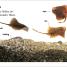 DK Super Readers Level 1 Explore the Coral Reef - thumbnail of spread image 2 Thumbnail image of DK Super Readers Level 1 Explore the Coral Reef - 2