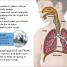 DK Super Readers Level 2 Sniffles, Sneezes, Hiccups, and Coughs - thumbnail of spread image 2 Thumbnail image of DK Super Readers Level 2 Sniffles, Sneezes, Hiccups, and Coughs - 2