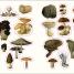 The Forests, Fairies and Fungi Sticker Anthology - thumbnail of spread image 3 Thumbnail image of The Forests, Fairies and Fungi Sticker Anthology - 3