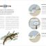 How to Attract Wildlife to Your Garden - thumbnail of spread image 5 Thumbnail image of How to Attract Wildlife to Your Garden - 5