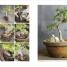 Grow Bonsai - thumbnail of spread image 5 Thumbnail image of Grow Bonsai - 5