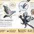 1,000 Amazing Dinosaurs Facts - thumbnail of spread image 4 Thumbnail image of 1,000 Amazing Dinosaurs Facts - 4