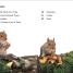 DK Super Readers Level 2 The Secret Life of Trees - thumbnail of spread image 1 Thumbnail image of DK Super Readers Level 2 The Secret Life of Trees - 1
