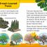 DK Super Readers Level 2 The Secret Life of Trees - thumbnail of spread image 2 Thumbnail image of DK Super Readers Level 2 The Secret Life of Trees - 2