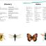 DK Super Readers Level 3 Bugs! Bugs! Bugs! - thumbnail of spread image 3 Thumbnail image of DK Super Readers Level 3 Bugs! Bugs! Bugs! - 3
