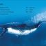 DK Super Readers Level 2 Journey of a Humpback Whale - thumbnail of spread image 1 Thumbnail image of DK Super Readers Level 2 Journey of a Humpback Whale - 1