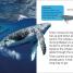 DK Super Readers Level 2 Journey of a Humpback Whale - thumbnail of spread image 2 Thumbnail image of DK Super Readers Level 2 Journey of a Humpback Whale - 2
