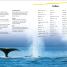 DK Super Readers Level 2 Journey of a Humpback Whale - thumbnail of spread image 3 Thumbnail image of DK Super Readers Level 2 Journey of a Humpback Whale - 3