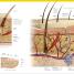 The Complete Human Body - thumbnail of spread image 2 Thumbnail image of The Complete Human Body - 2