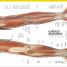 The Complete Human Body - thumbnail of spread image 3 Thumbnail image of The Complete Human Body - 3