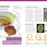 The Complete Human Body - thumbnail of spread image 8 Thumbnail image of The Complete Human Body - 8