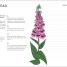 Your Gardening Year - thumbnail of spread image 6 Thumbnail image of Your Gardening Year - 6
