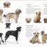 Thumbnail image of The Dog Encyclopedia - 7