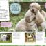 My Book of Dogs and Puppies - thumbnail of spread image 1 Thumbnail image of My Book of Dogs and Puppies - 1